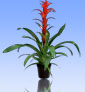 guzmania