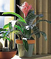 guzmania